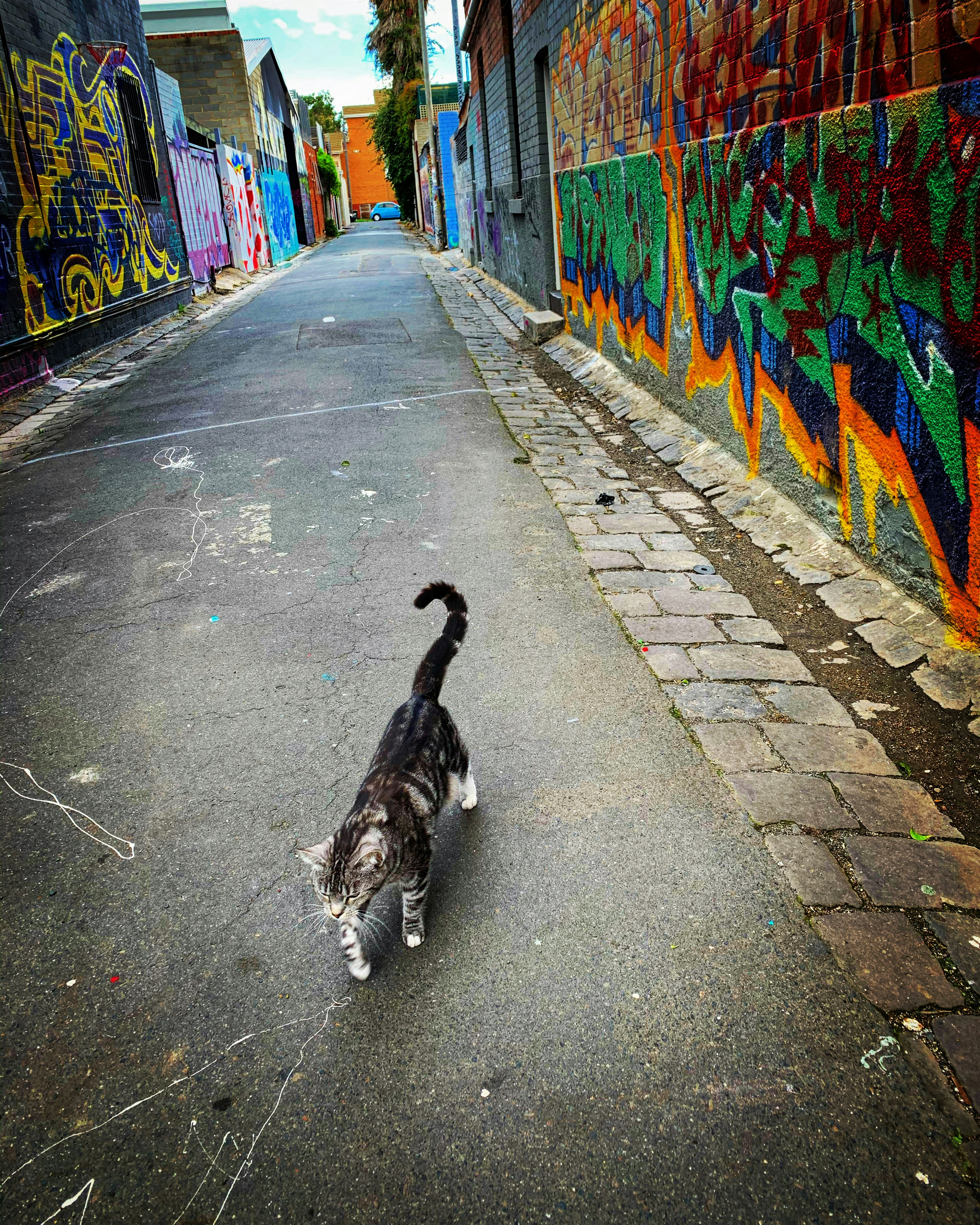 gato atigrado marrón en una carretera gris durante el día