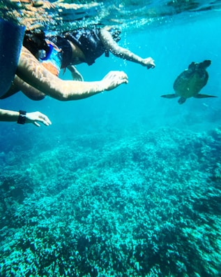 a group of people swimming in the ocean with a turtle