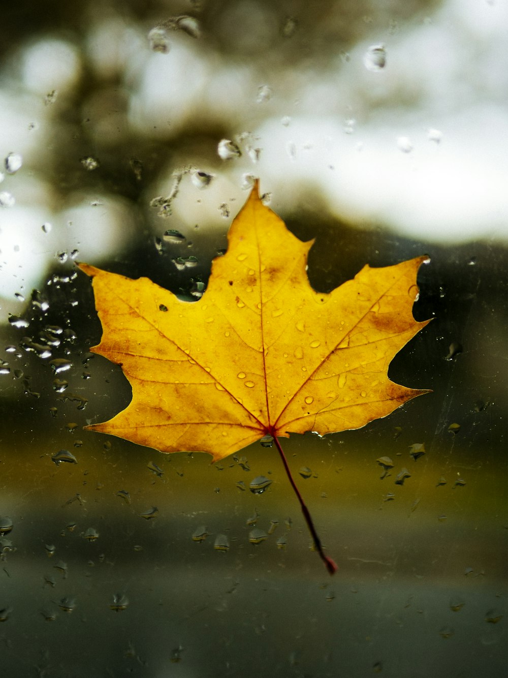 brown leaf on clear glass