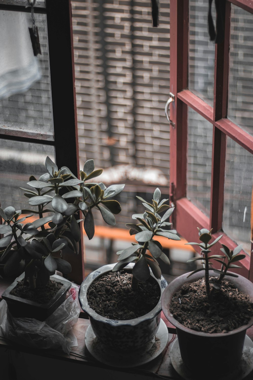 three gray pot of plants beside open window