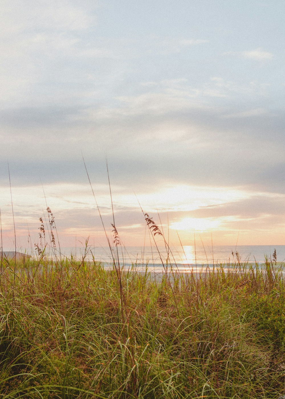 green grasses under white cloudy sky