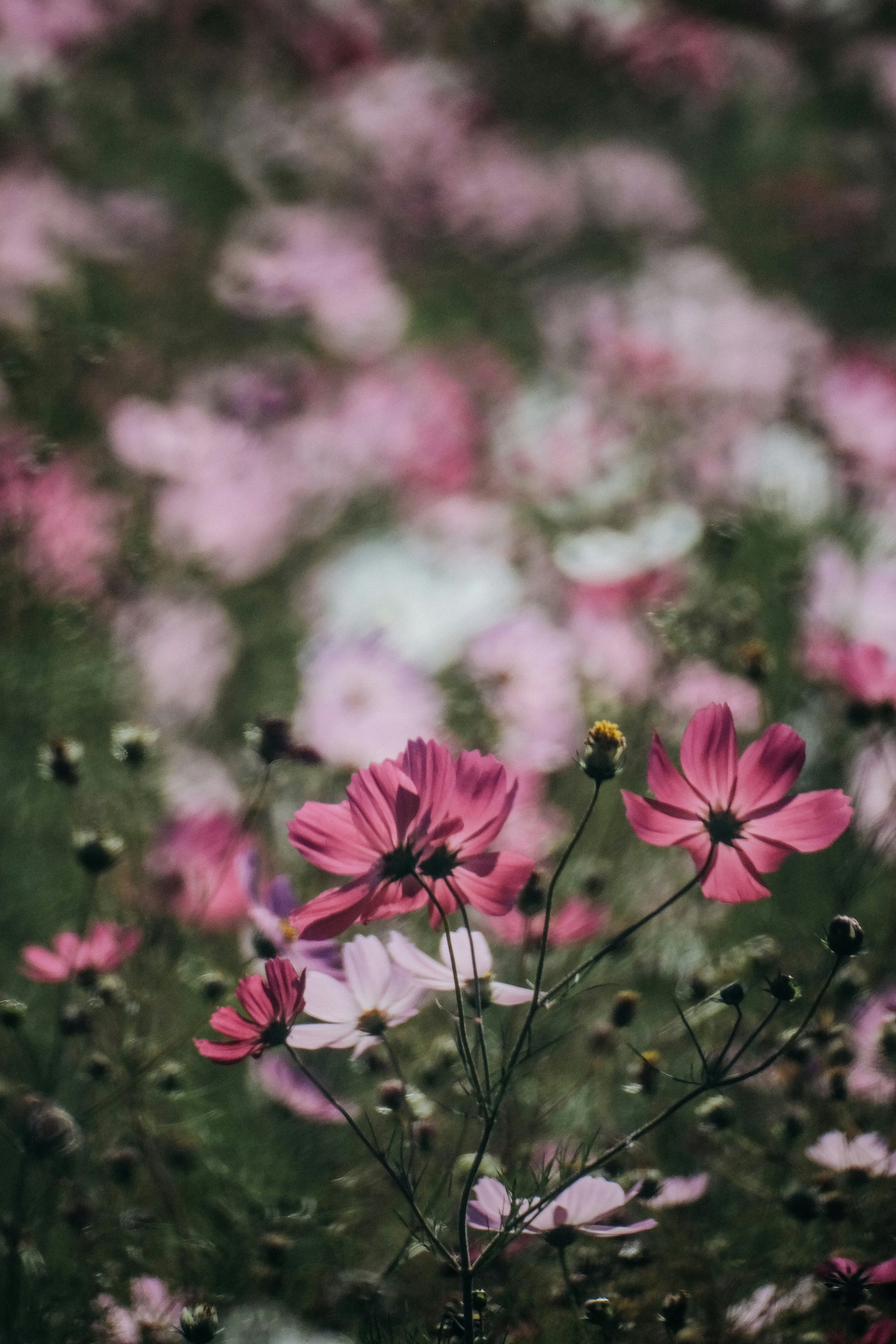 Photo by insungpandora