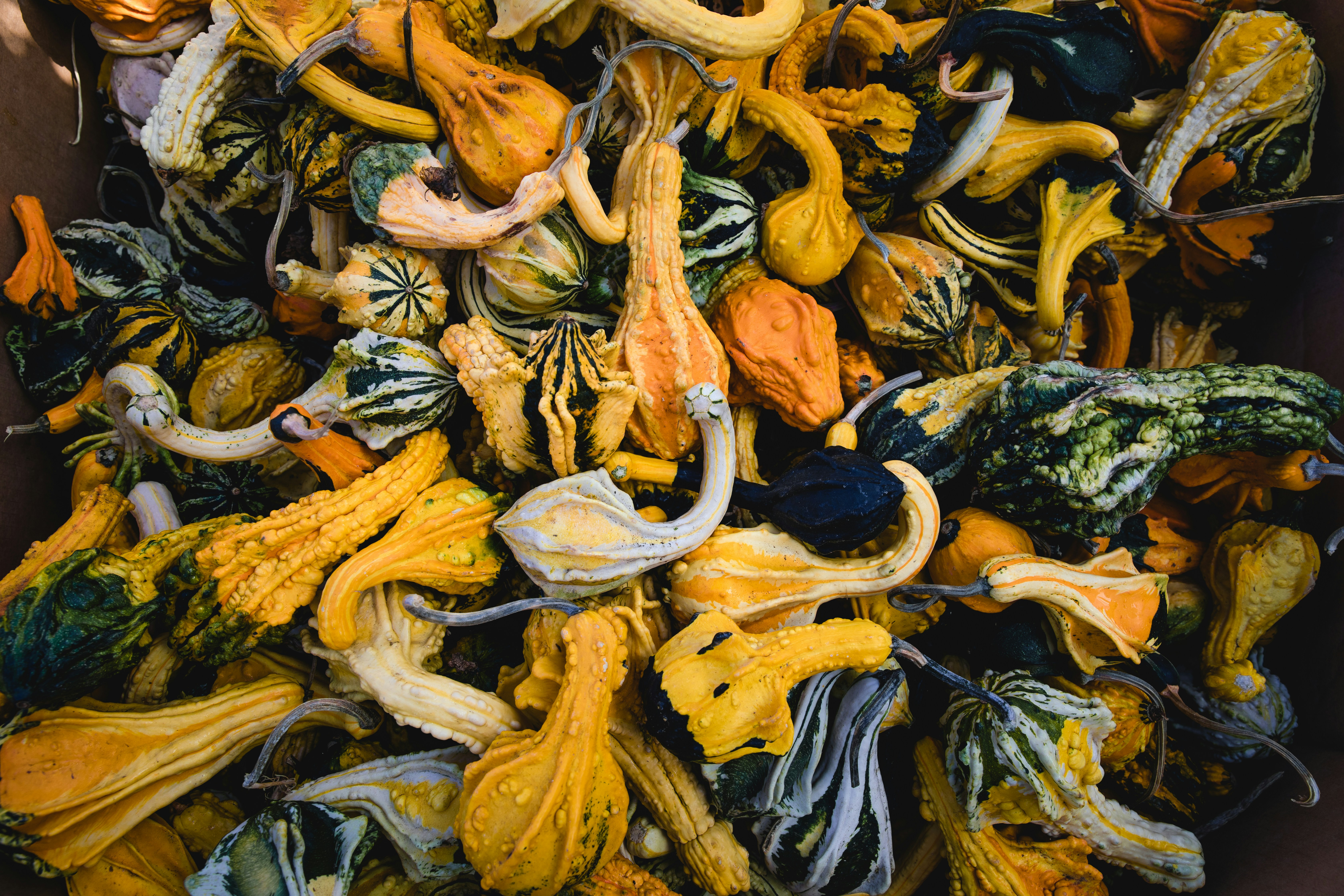 Définition de gourd Dictionnaire français