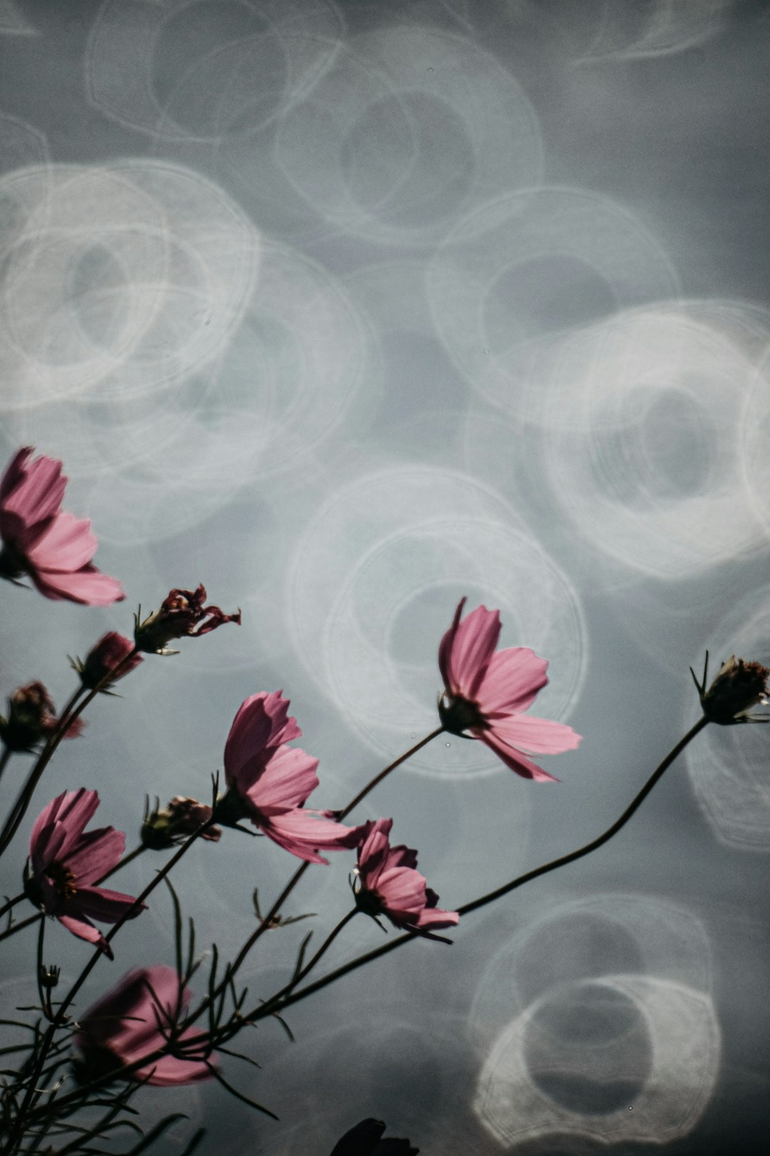 pink flower during daytime