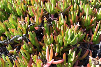 A dense collection of succulent plants with thick, fleshy leaves that are elongated and vibrant in color. The leaves are primarily green with hints of red or pinkish tips, growing closely together. They are interspersed with dried brownish stems and leaves, suggesting a natural, arid environment.