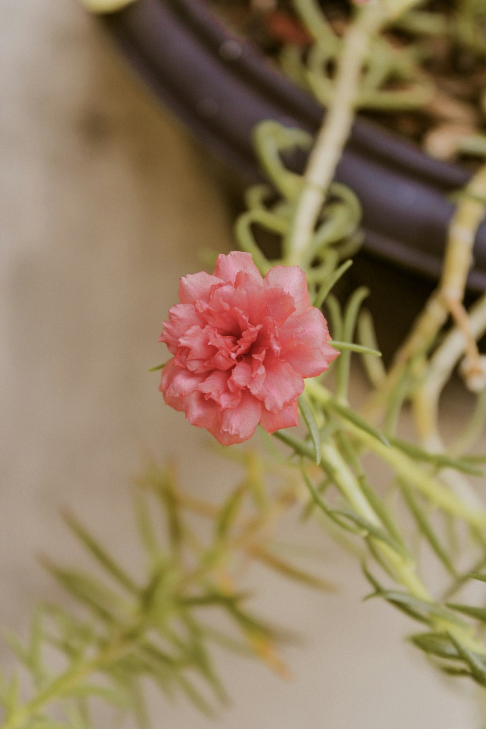 red-petaled flower