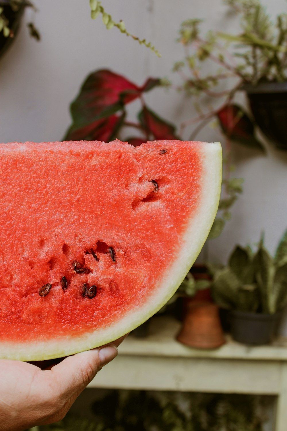 sliced watermelon