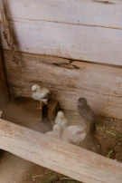 Young chicks actively moving around an elevated cage, demonstrating improved leg strength and coordination.