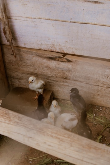 Several chicks gather in a wooden coop. The scene is rustic, with wooden walls and flooring. The chicks vary in color, with some being yellow while others are black.