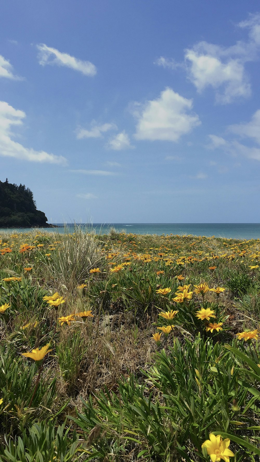 yellow petaled flower