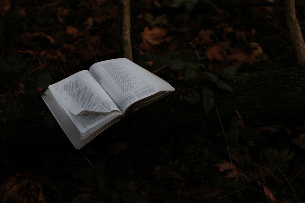 Geöffnetes Buch