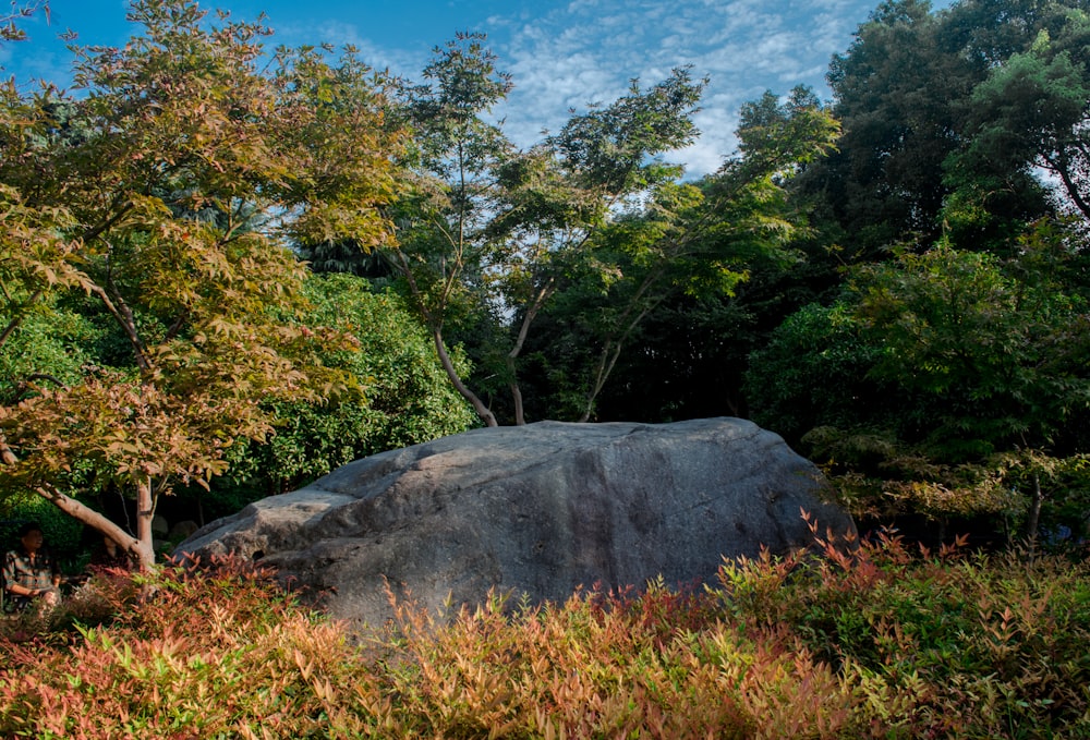 trees near gay rock