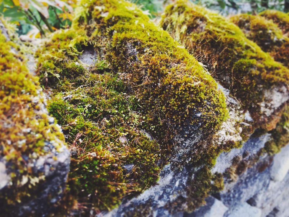 green moss