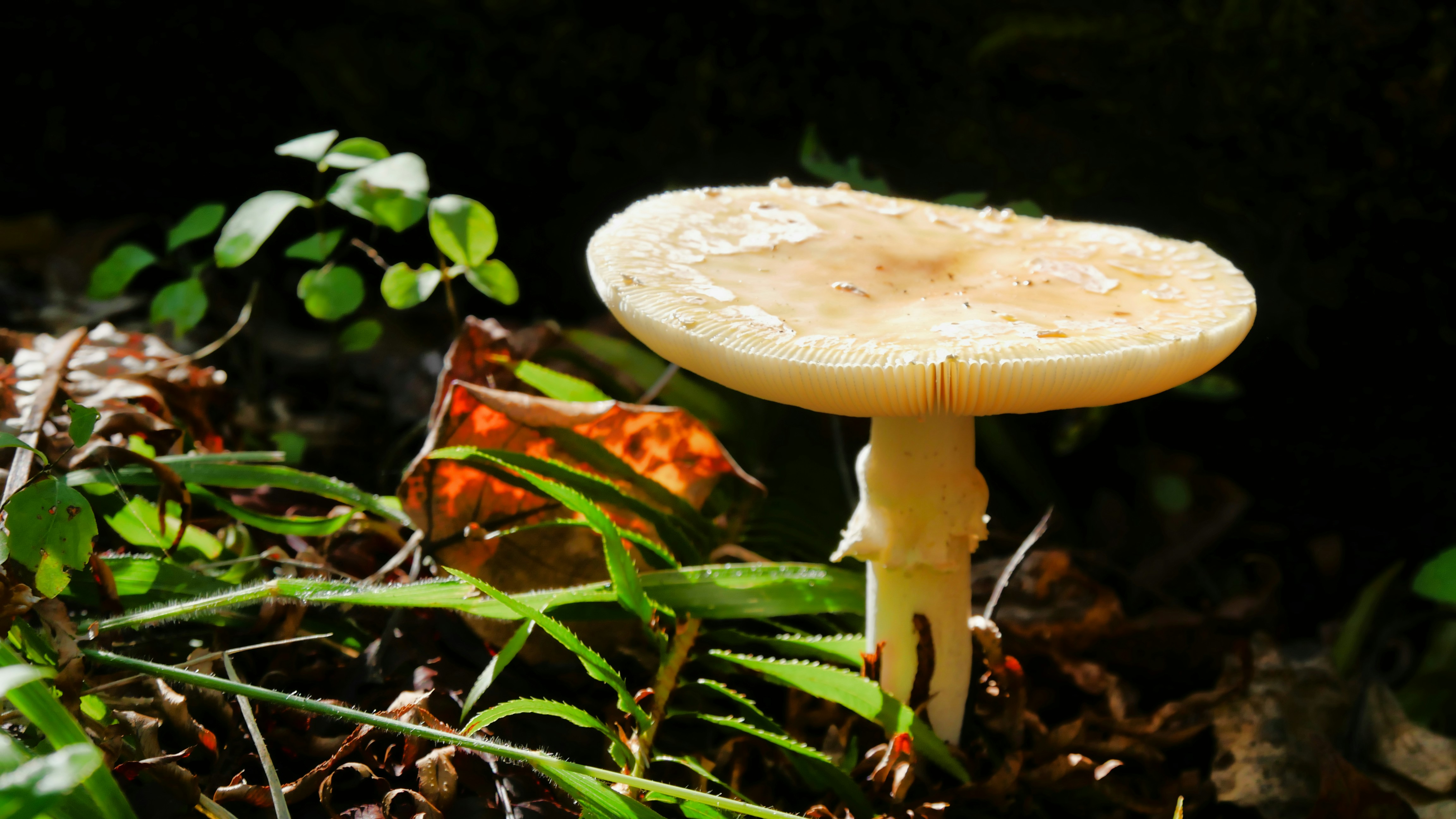 Mushroom Safety: What the Research Says About Drug Interactions