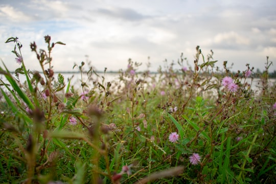 photo of Thrissur Nature reserve near Cherai Beach