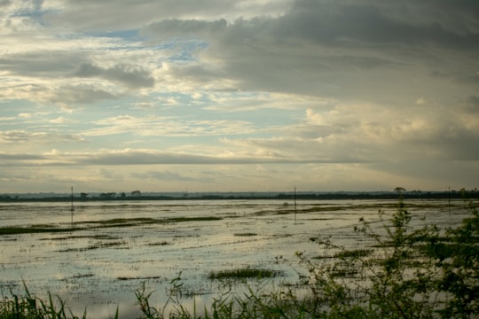 plants facing sea in Thrissur India