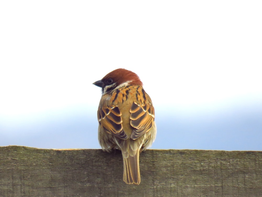 brown bird