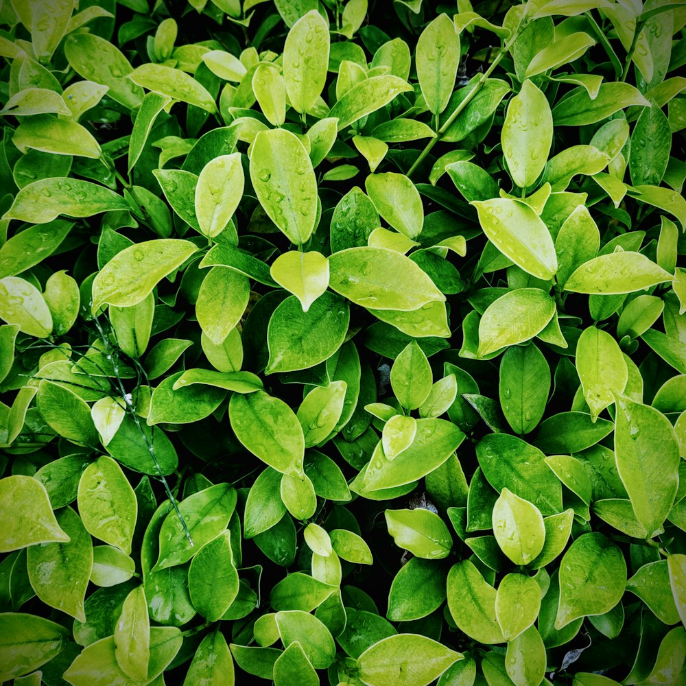 green plant