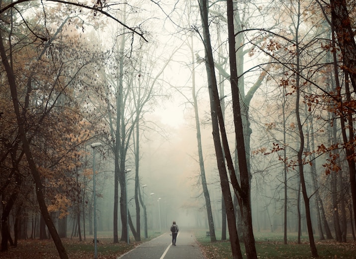 tall trees beside road