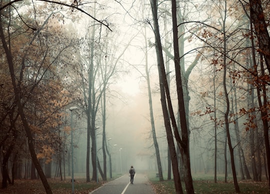 tall trees beside road in Kaunas Lithuania