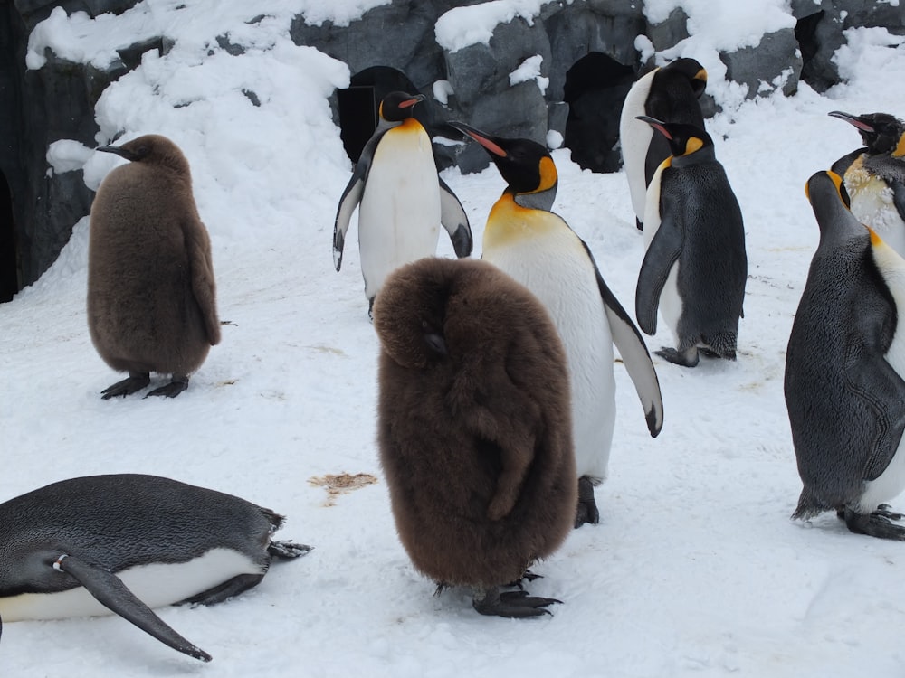 flock of penguin