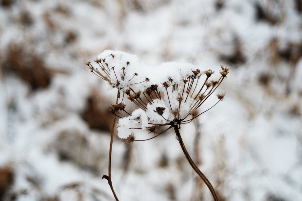 shallow focus photography of white flowers