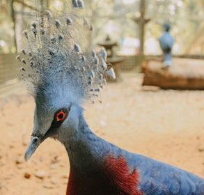 A close-up view of a bird with vibrant plumage. Its striking features include a magnificent feather crest, bright red eyes, and a mix of blue and burgundy feathers. The background is blurred, showing another bird in the distance standing on a log in a natural enclosure, suggestive of a zoo or aviary setting.