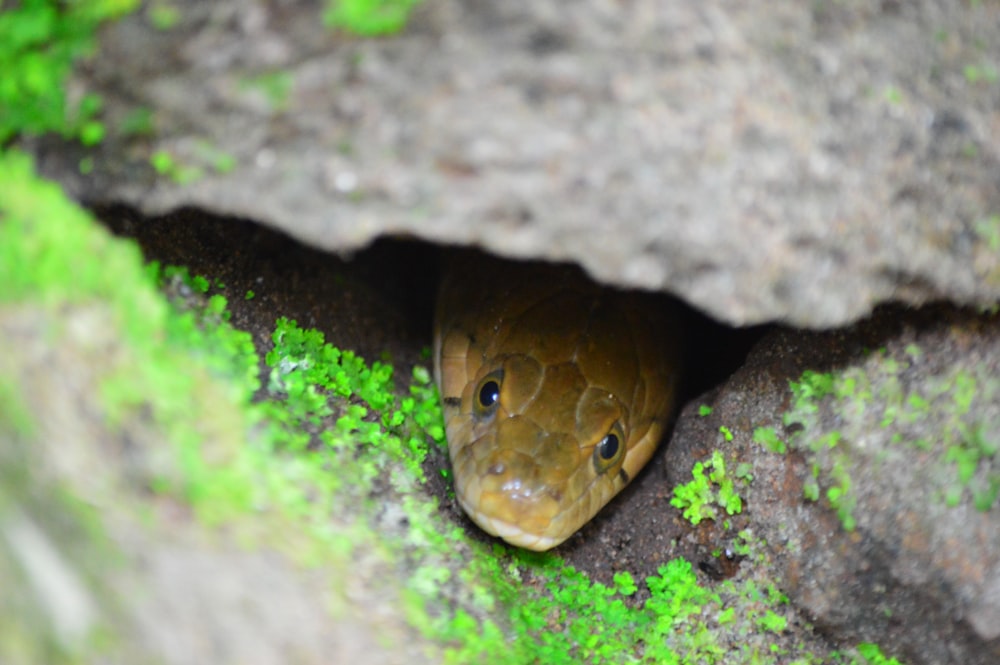 brown snake under rock