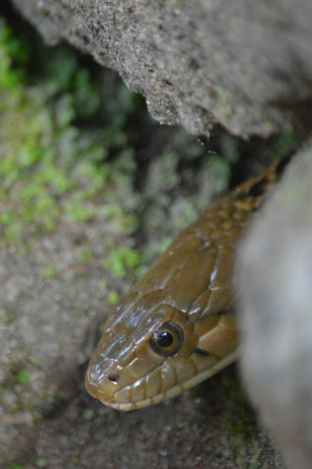 brown snake under gray rock