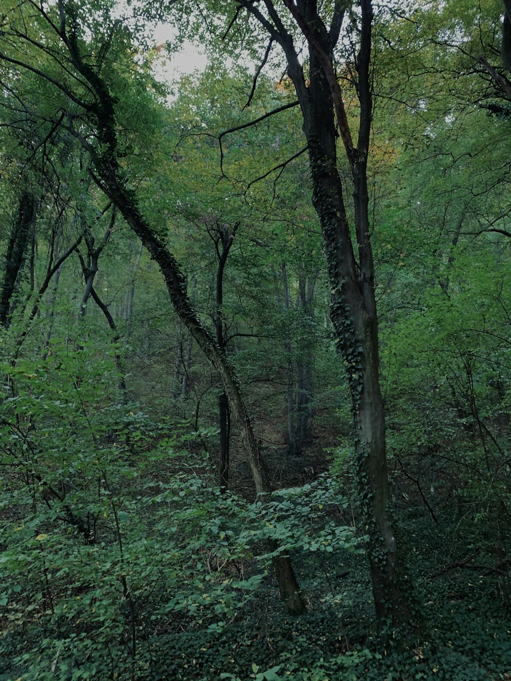 green trees