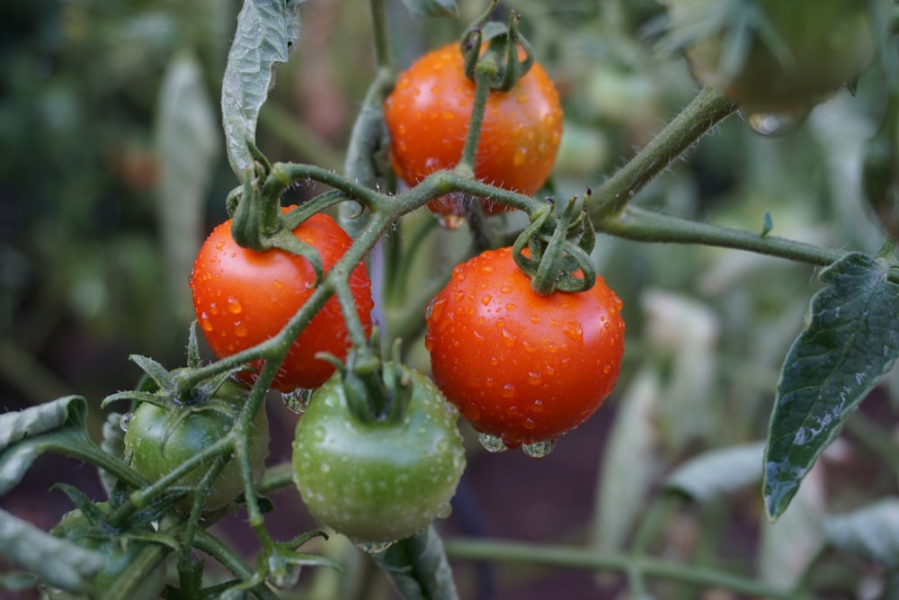 red and green tomatoes