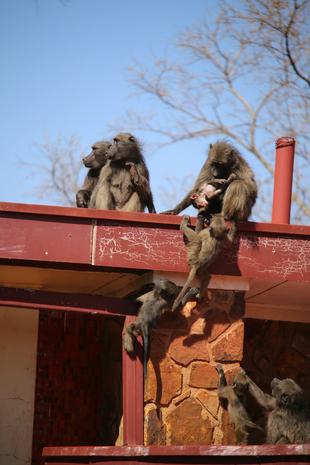 brown monkeys on rooftop