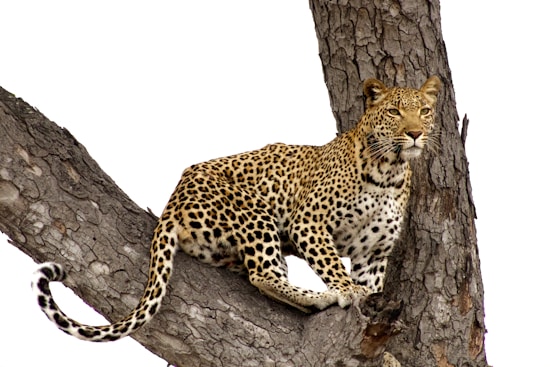 A leopard is perched on a tree branch, blending with the textured bark. Its golden coat is adorned with distinctive black spots, and it gazes intently into the distance. The background is a stark white, highlighting the animal and tree.