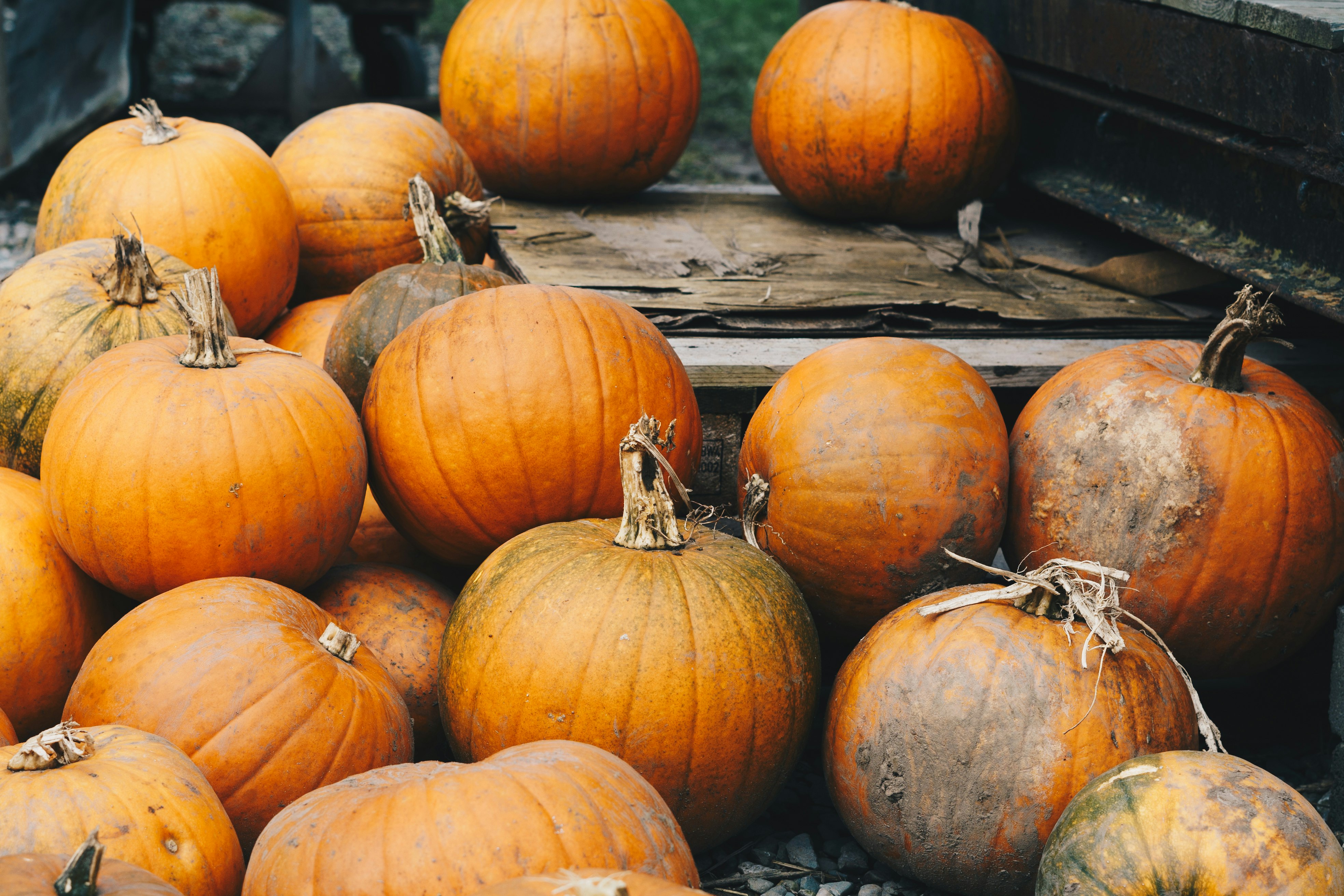 orange pumpkins