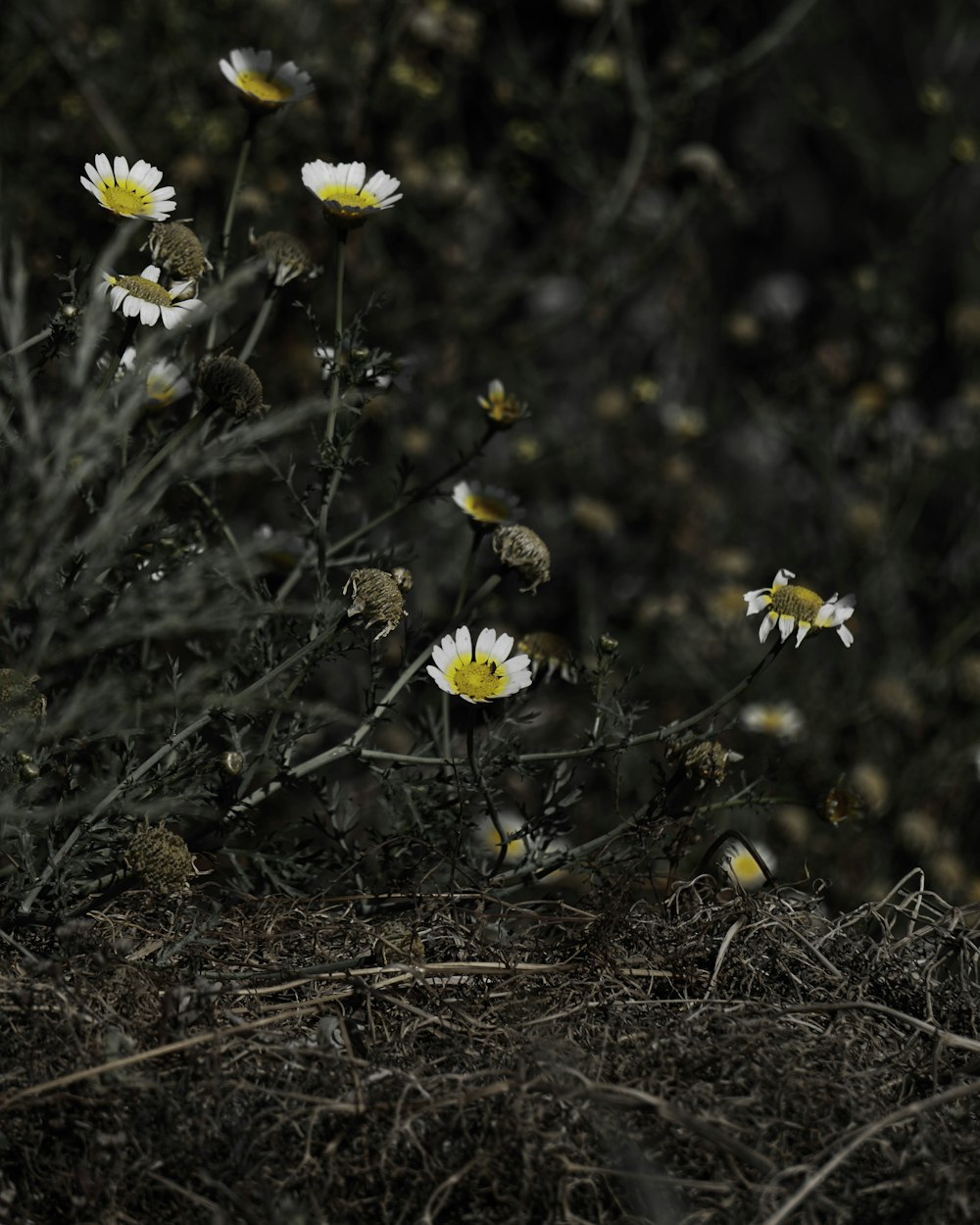 white petaled flowers during daytime