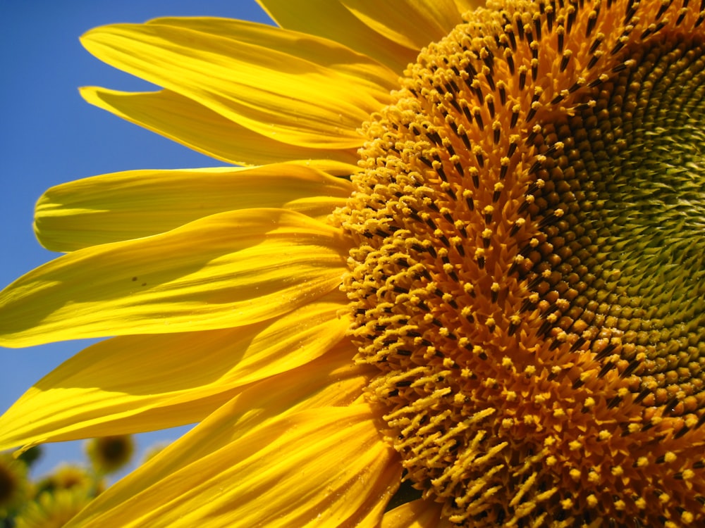 close up photography of yellow flower