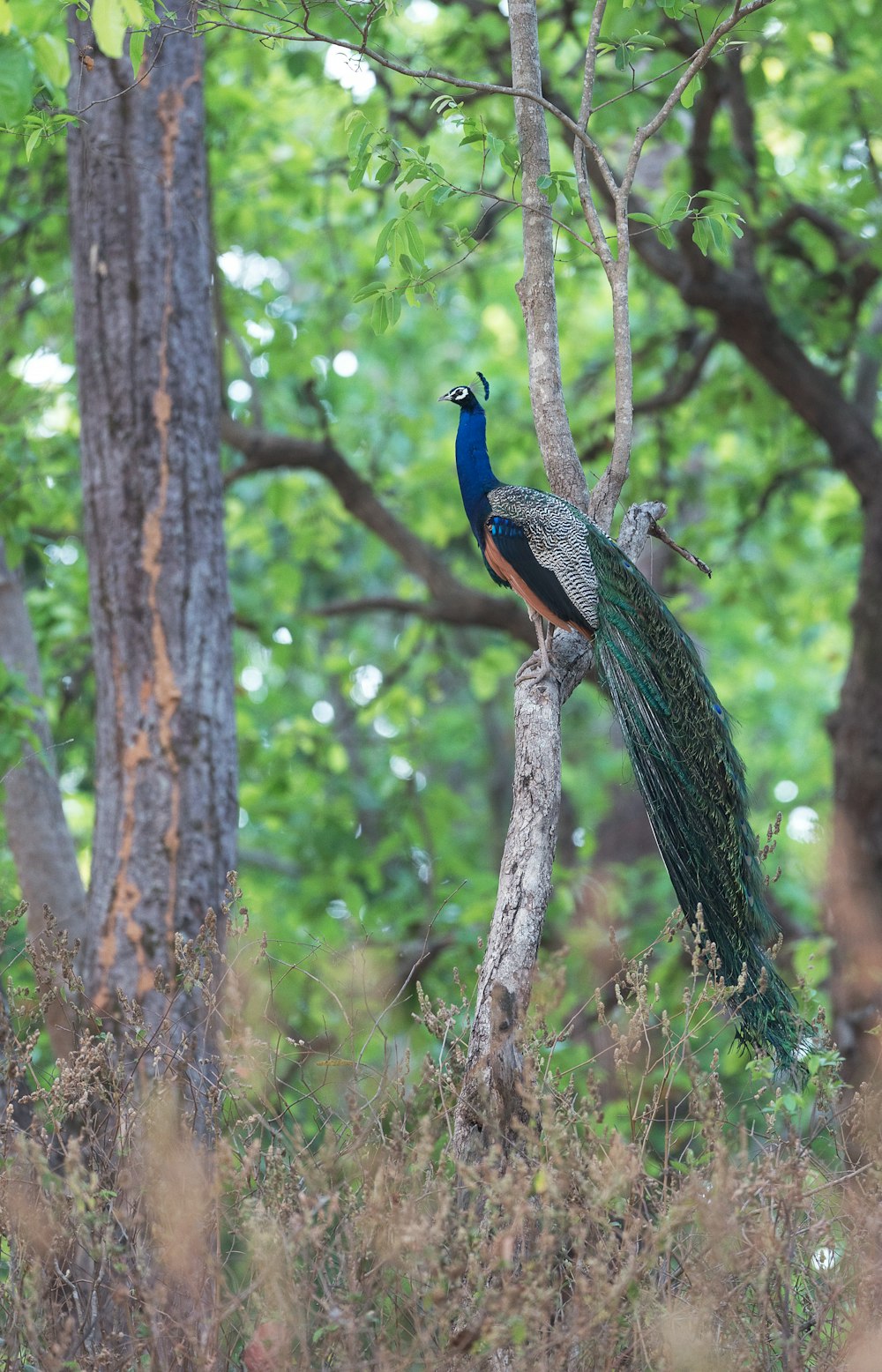 blue and green peacock on brown tree branch