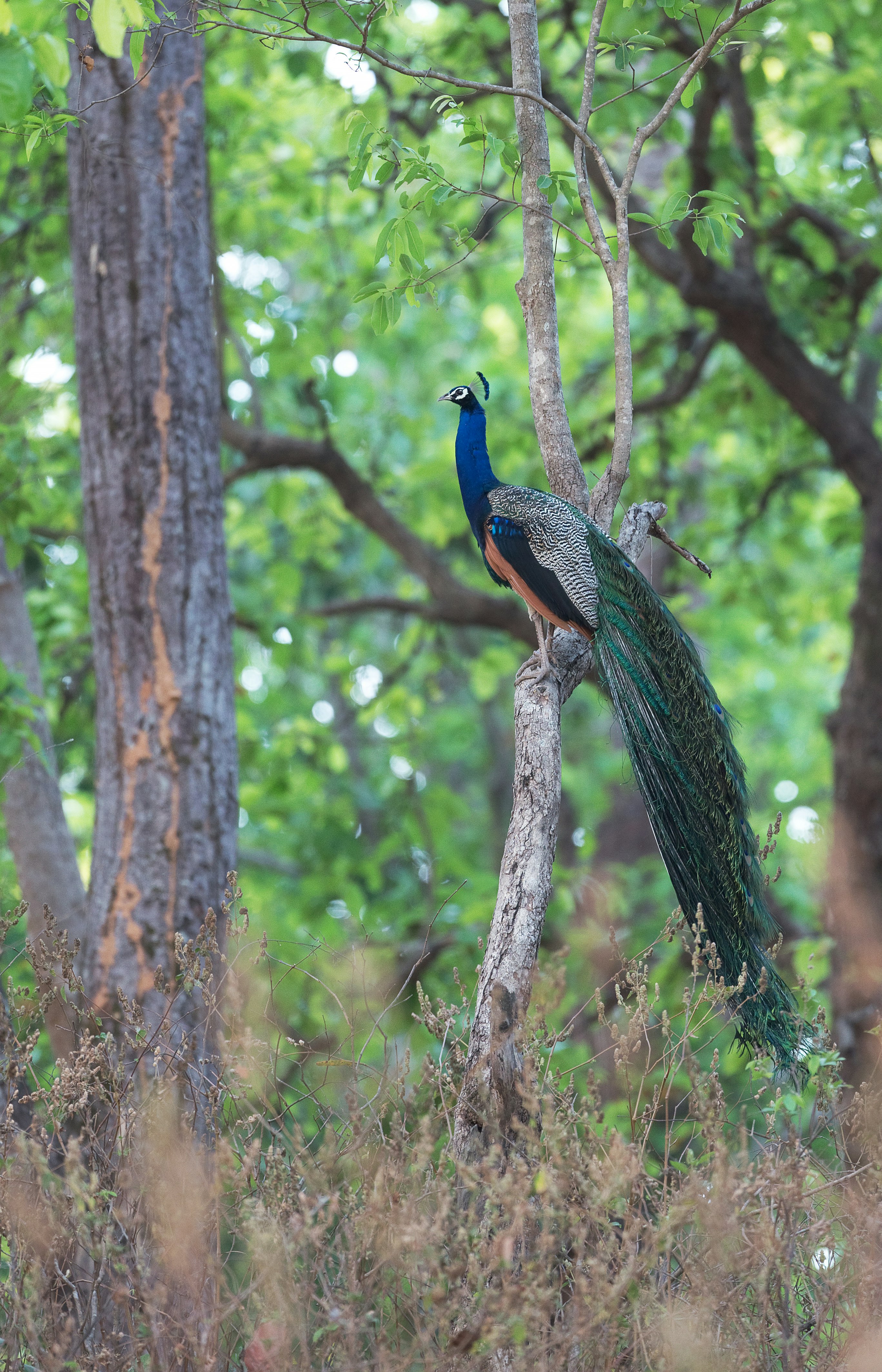 blue and green peacock on brown tree branch