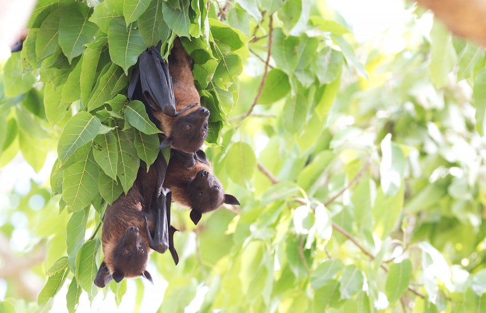 três morcegos marrons na planta de folha verde