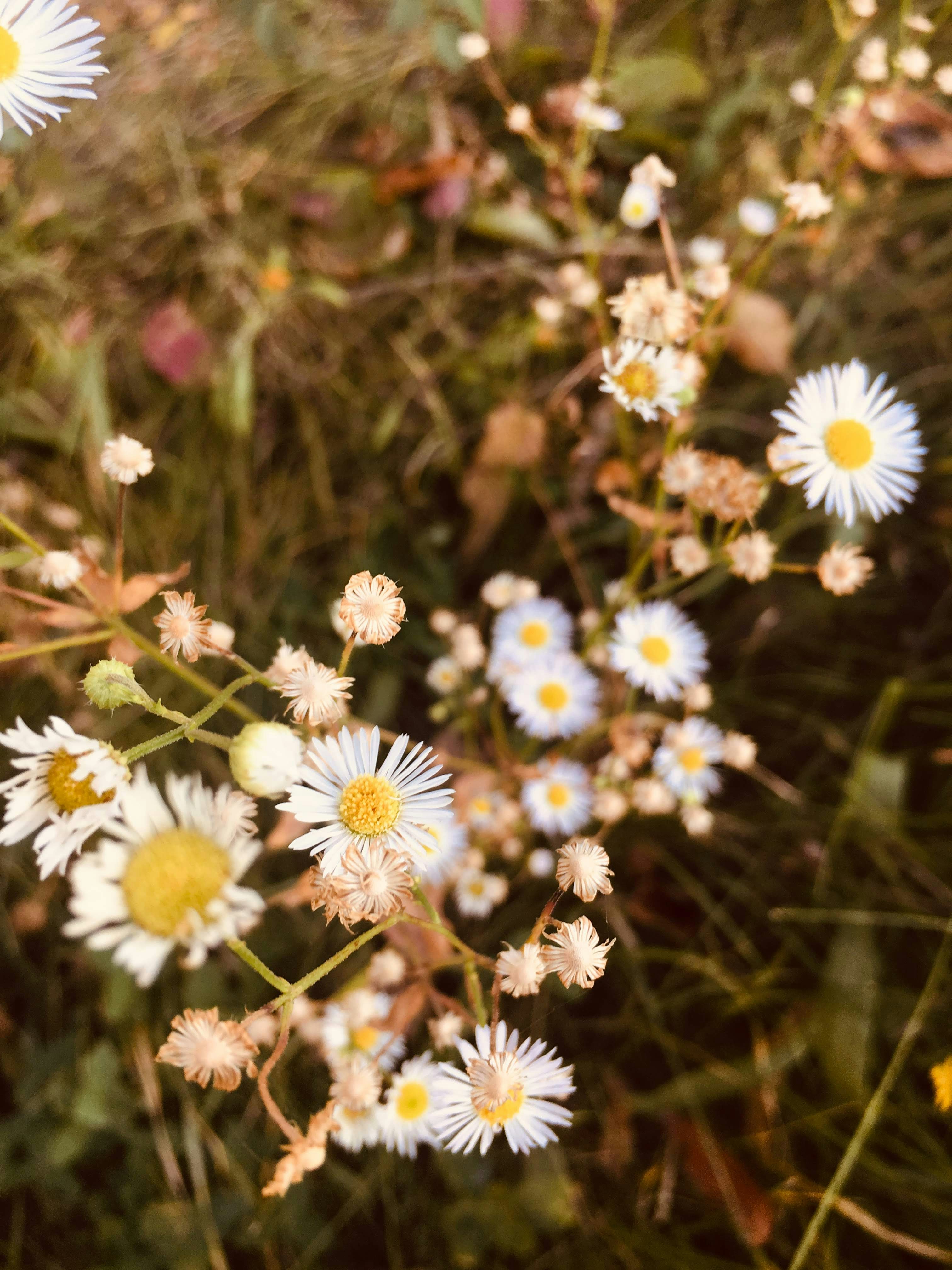 Photo by sempiternal