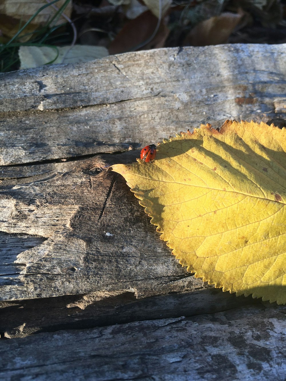 bug on leaf