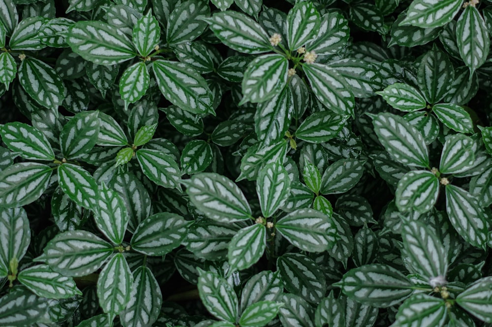 green and white leaf plants