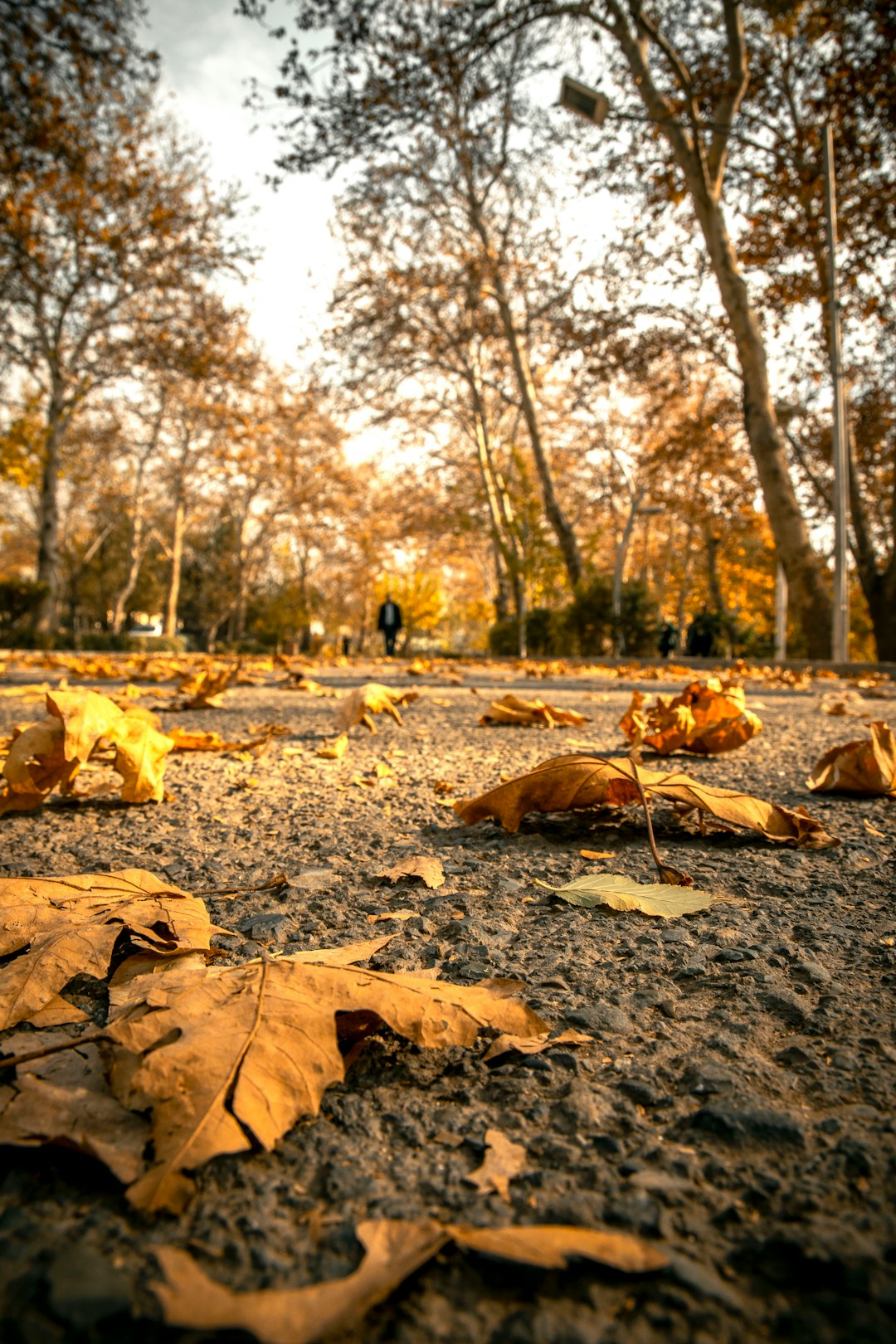 travelers stories about Forest in Laleh Park, Iran