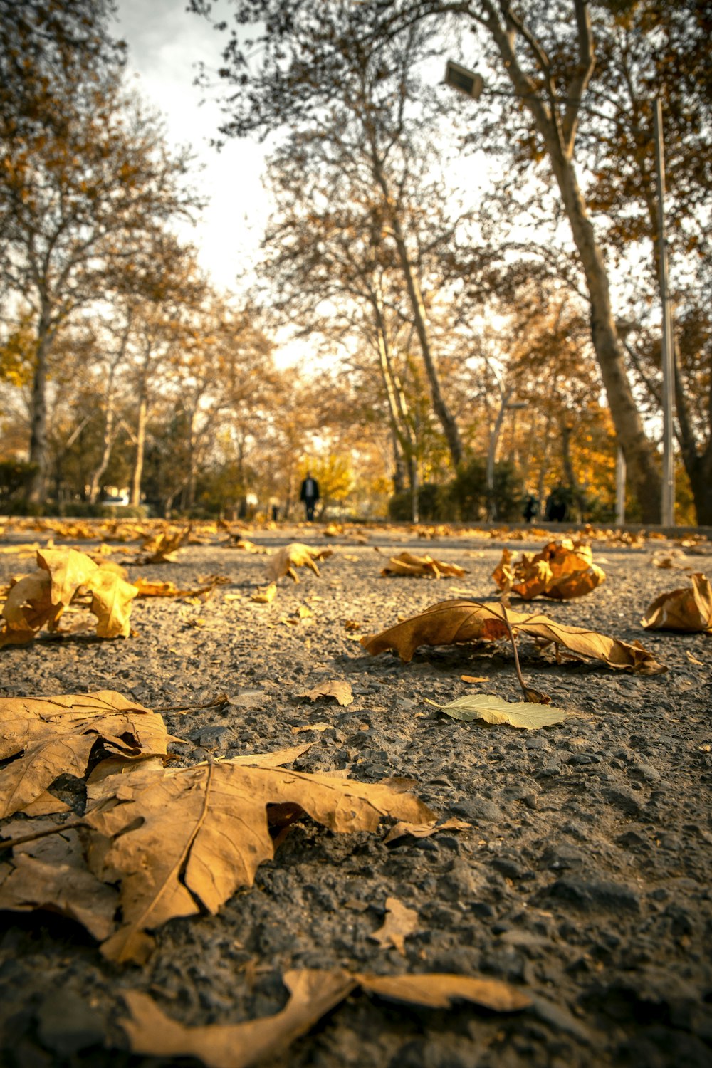 Braune Blätter auf dem Boden, die tagsüber von hohen und grünen Bäumen umgeben sind