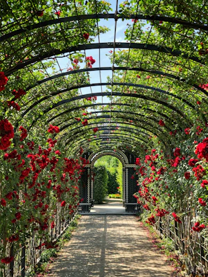 A metal archway covered in blooming red roses over a garden path