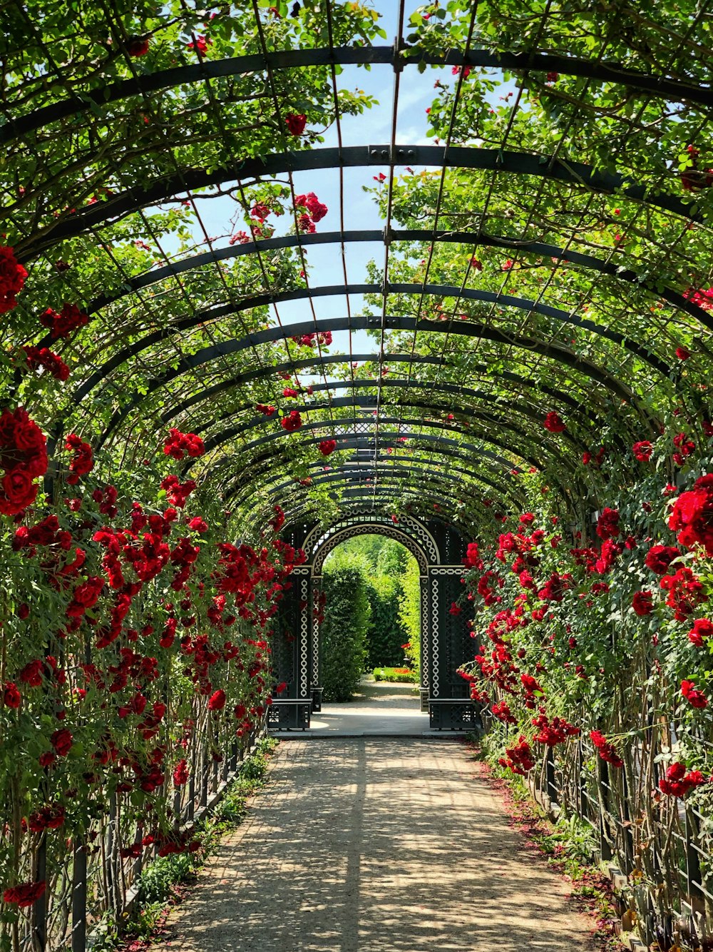 1000 Rose Garden Pictures