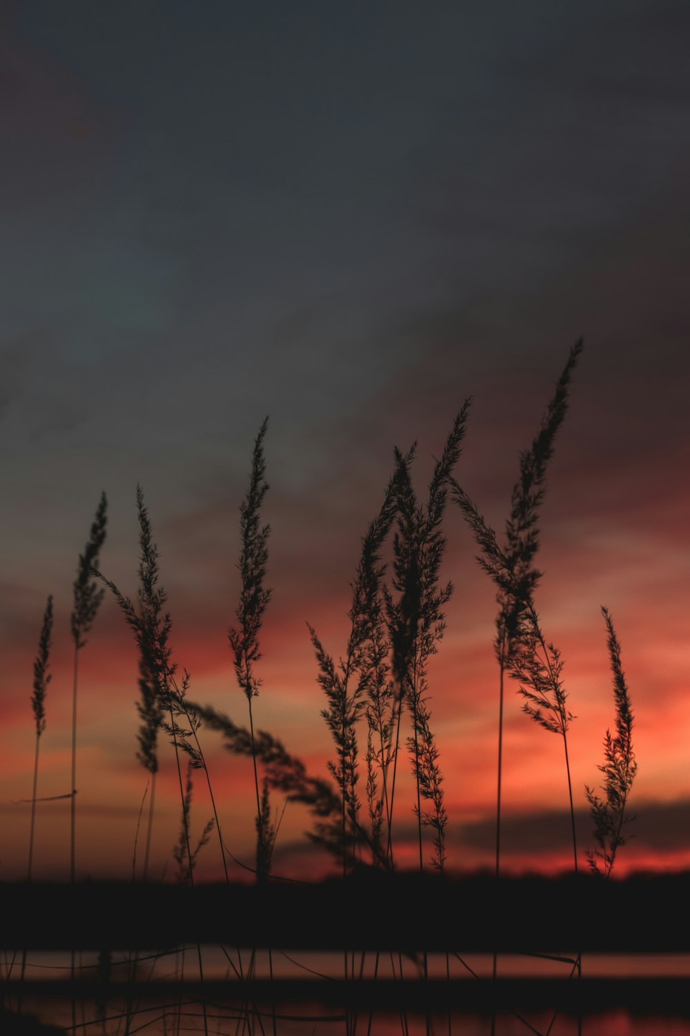 leaves at night