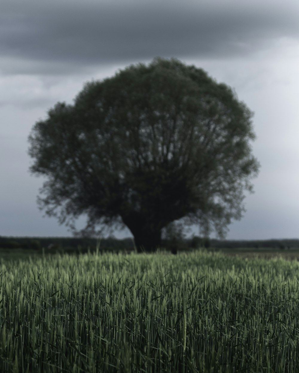 green lonely tree on green field under gray sky