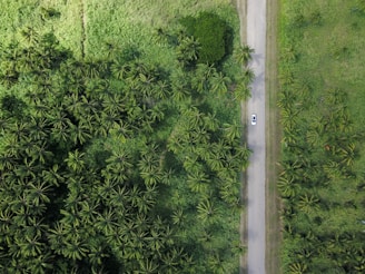 aerial photography of vehicle on grey road beside trees during daytime
