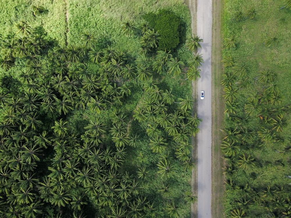 Photographie aérienne d’un véhicule sur une route grise à côté d’arbres pendant la journée